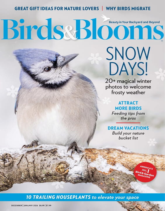 Birds & Blooms - Digital Magazine